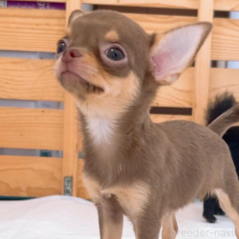 成約済の山口県のチワワ(スムースコート)-410306の2枚目